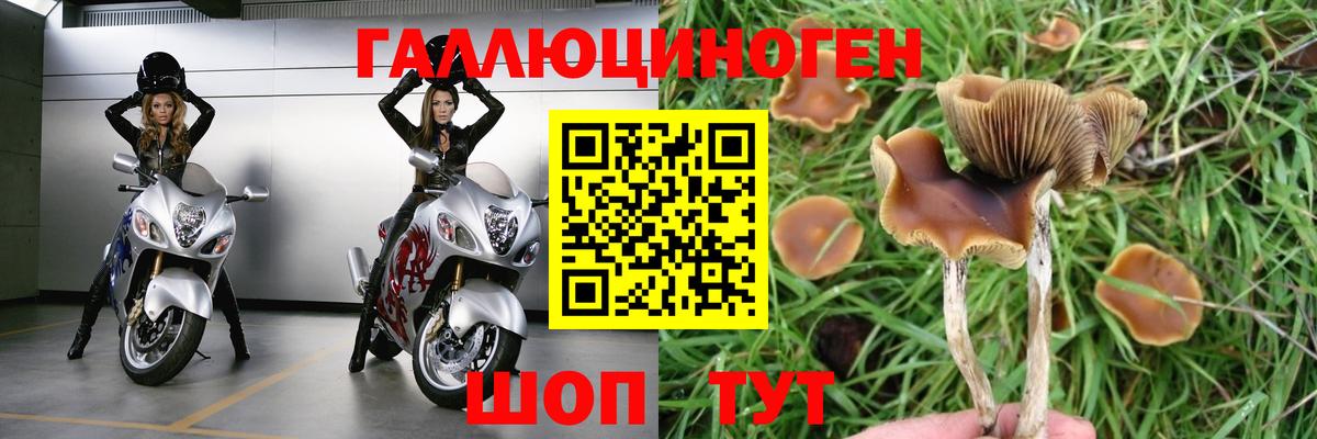 Псилоцибиновые грибы GOLDEN TEACHER  Химки  Псилоцибиновые грибы Psilocybe 